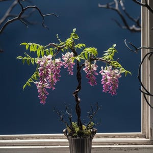 Miniature Wisteria - Etsy