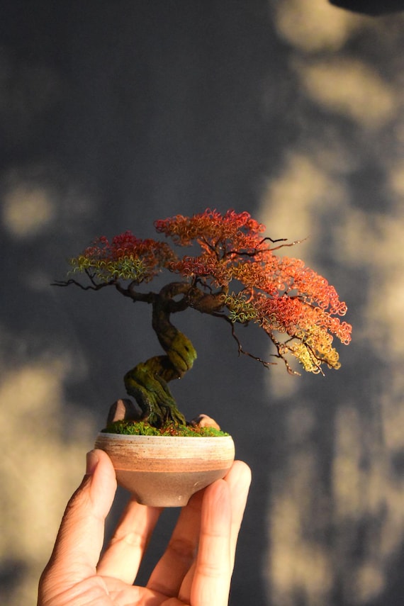chinesischer judasbaum bonsai First Bonsai Set – Cercis Chinensis (Chinesischer Judasbaum) – Abeona main image 1