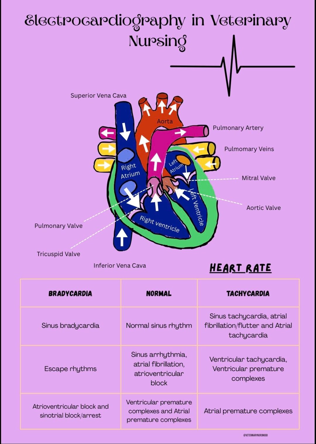 Veterinary Nursing Guide : ECG! Digital Download - Etsy
