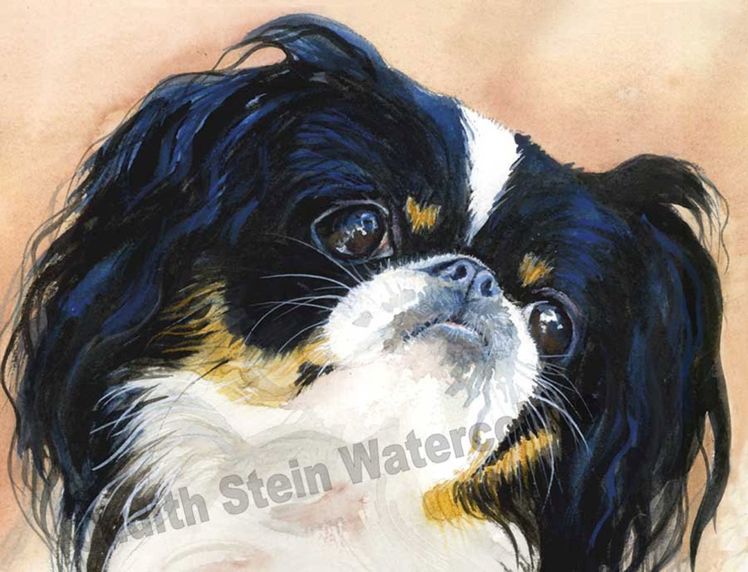 Japanese Chin Tri Color, Black, White, Tan, AKC Toy, Rescue, Pet