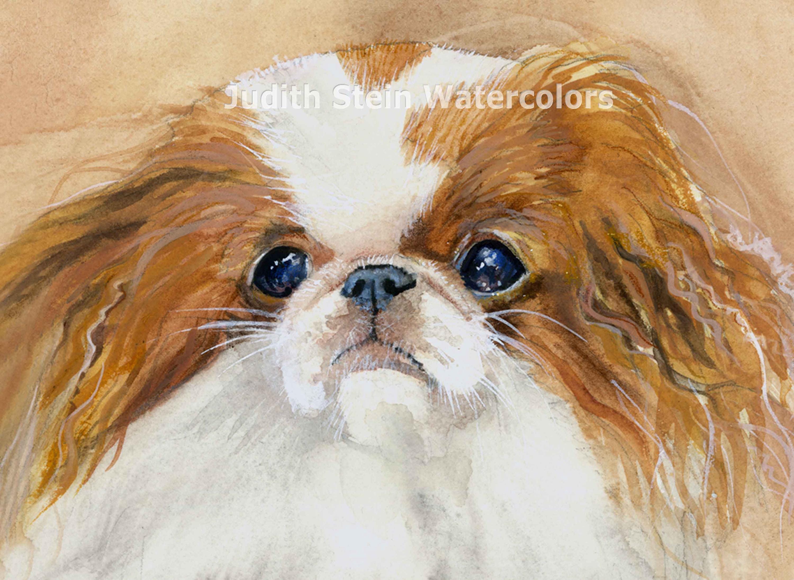 Japanese Chin, Red and White, Rescue, AKC Toy, Companion, Pet
