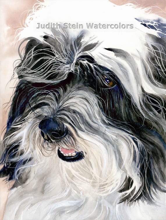 Havanese, Black White, AKC Toy, Pet Portrait Dog Art Watercolor