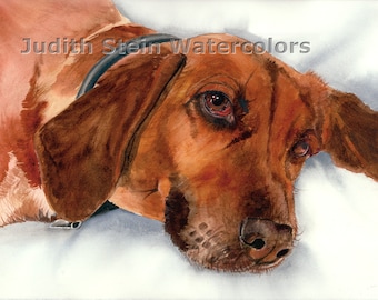 Redbone Coonhound, Coon, Red, AKC Hound, Pet Portrait Dog Art Watercolor Painting Art Print, Wall Art, Home Decor "Brandy" Judith Stein