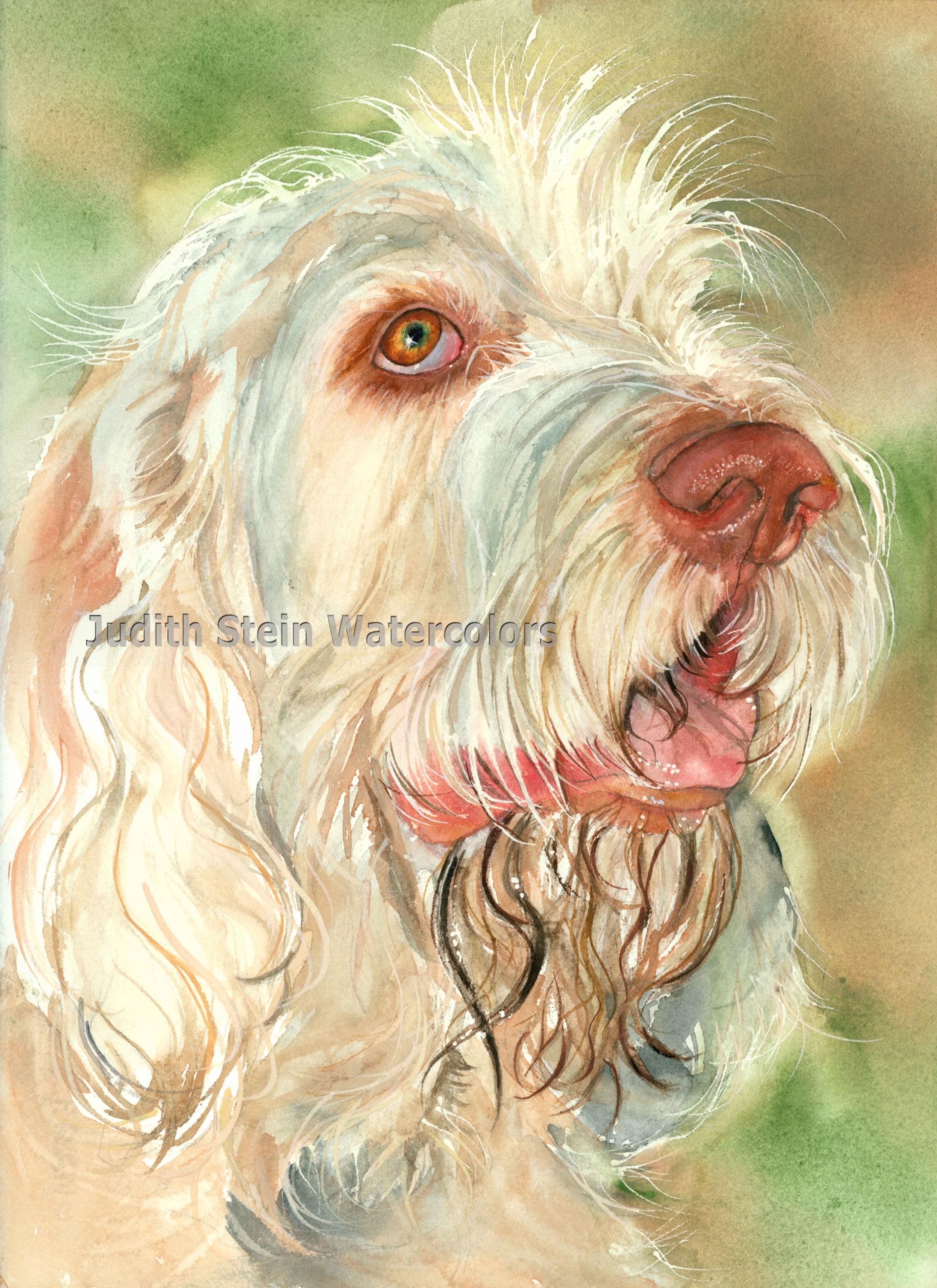 Spinone Italiano, Italy, AKC Sporting, Hunting Gun Dog, Pet Portrait Dog  Art Watercolor Painting Print, Wall Art, Home Decor, 