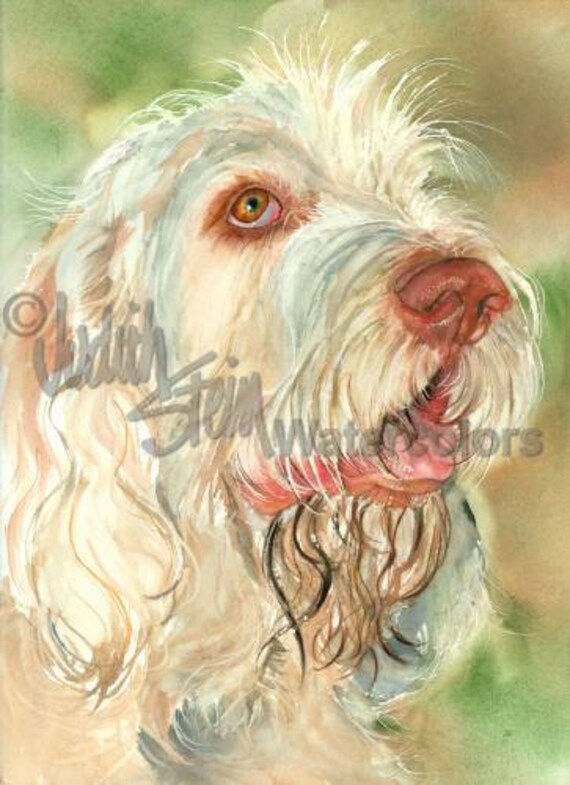 Spinone Italiano Italie Akc Sport Chien De Fusil De Chasse Pet Portrait Chien Art Aquarelle Peinture Impression Sticker Décoration Cest