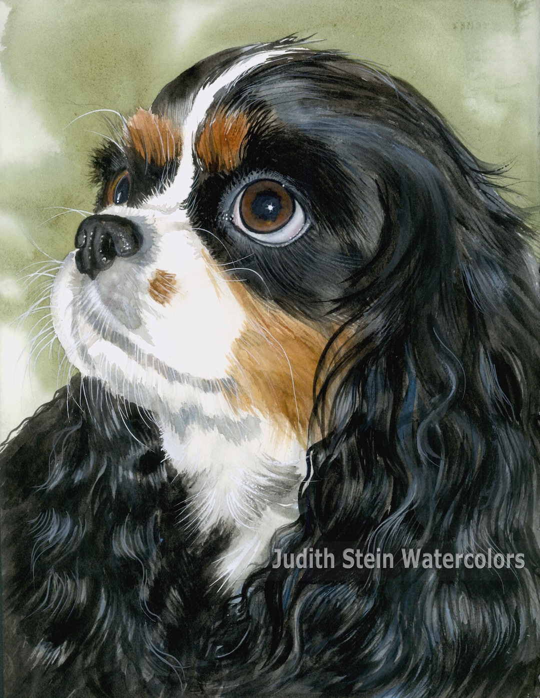 Cavalier King Charles Spaniel, Tri Color, AKC Toy, Pet Portrait
