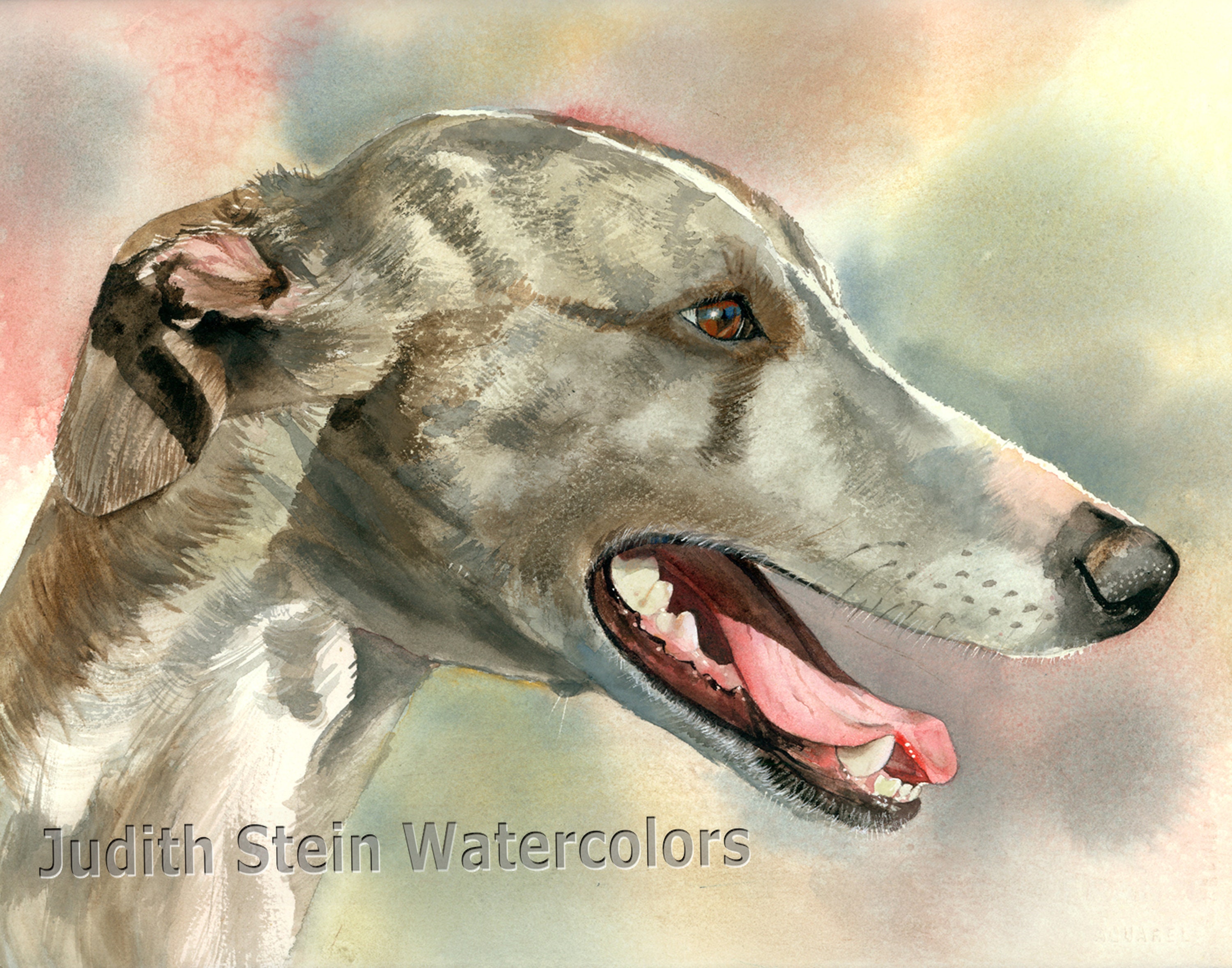 Whippet Breed Standard Akc Whippet Akc Westminster Whippet