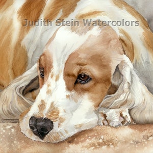 English Cocker Spaniel, Tan, White, AKC Sporting, Hunting, Pet Portrait Dog Art Watercolor Painting Print, Wall Art, Home Decor, &quot;Down Time&quot;