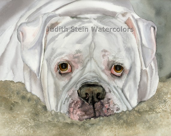 Johnson american sale bulldog for sale
