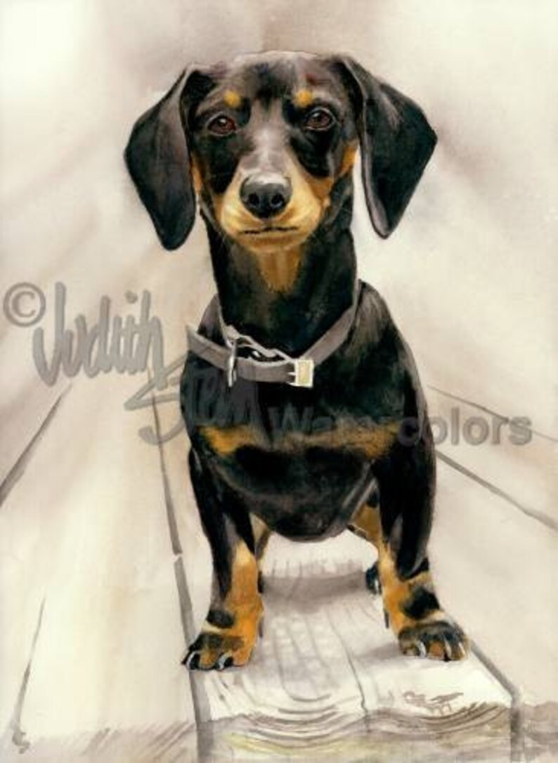 akc dachshund
