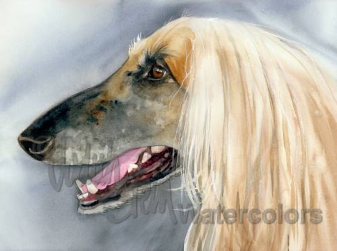 Afghan Sighthound Fawn Cream AKC Hound Pet Portrait Dog Etsy