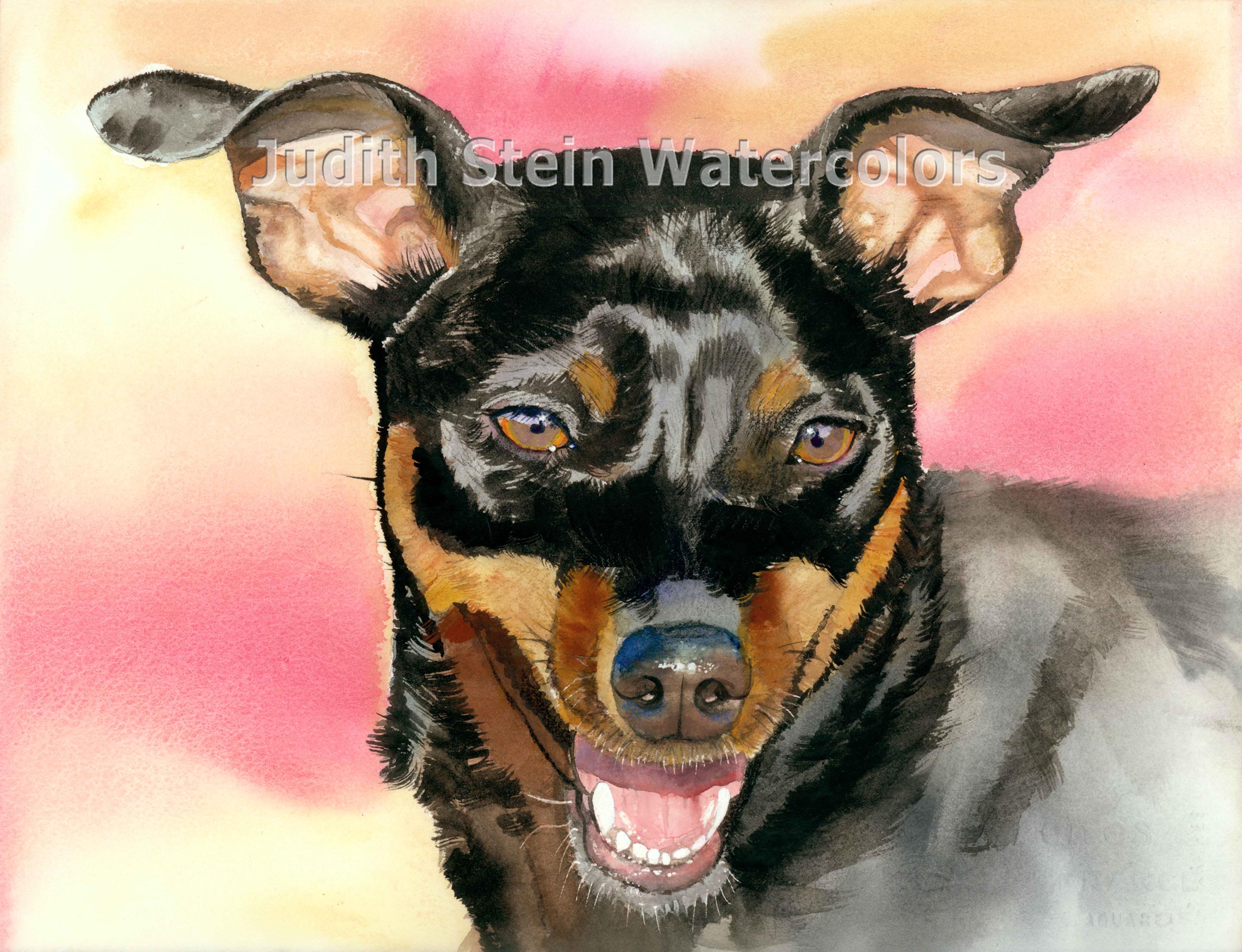 Miniature Pinscher, Black, Tan, AKC Toy Dog, Pet Portrait Dog Art