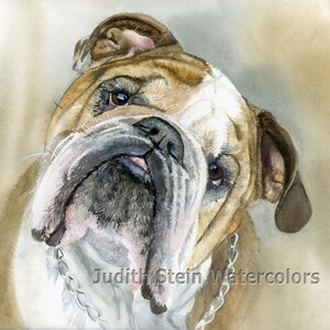 Bulldog inglés, marrón y blanco, AKC no deportivo, retrato de mascota, pintura de acuarela, arte de pared, decoración del hogar, "Angus" de Judith Stein