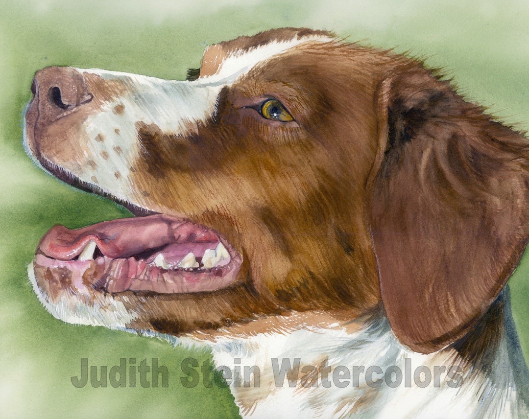 Brittany Spaniel, Orange, Liver, White, AKC Sporting, Hunting, Pet