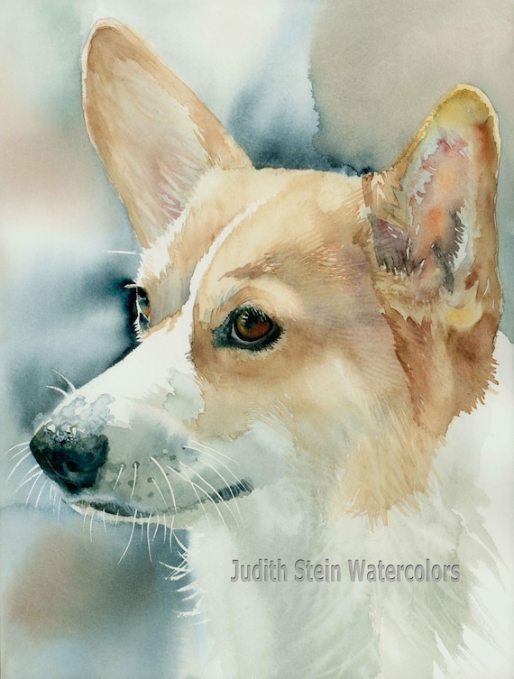 Pembroke Welsh Corgi, Fawn White, AKC Herding, Pet Portrait Dog