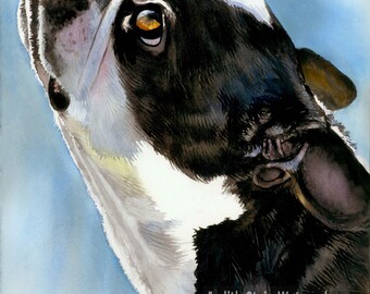 Boston Terrier AKC Terrier, Pet Portrait Dog Art, Watercolor Painting Print, Wall Art, Home Decor, "Here's Looking at You" by Judith Stein