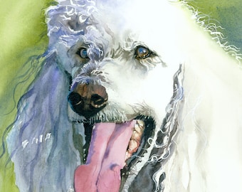 Poodle, White Standard, French, AKC Non Sporting, Pet Portrait Dog Art Picture Watercolor Painting Print, Wall Art, Home Decor, "Oliver"