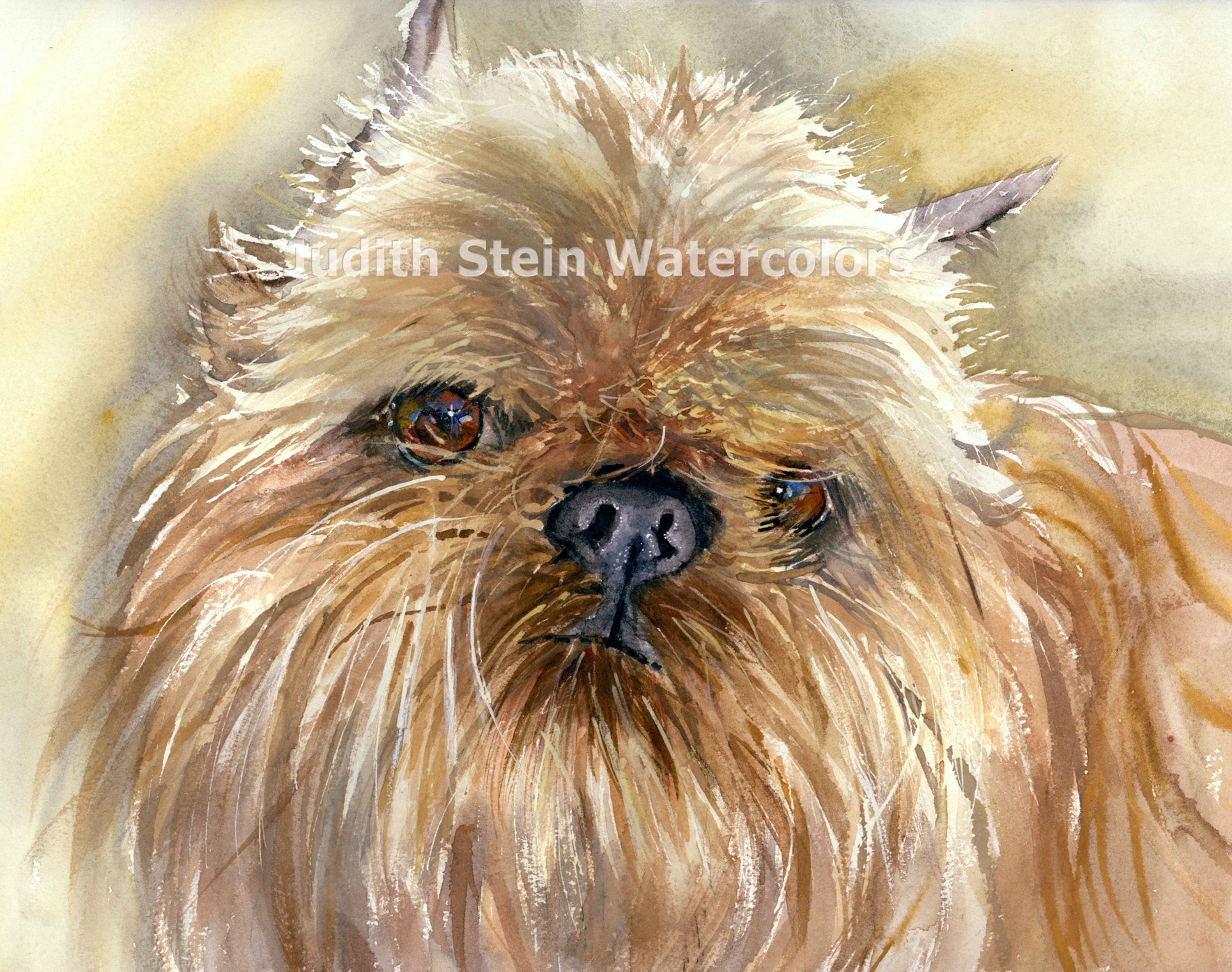 Brussels What Kind Of Dog Is On As Good As It Gets Long Haired