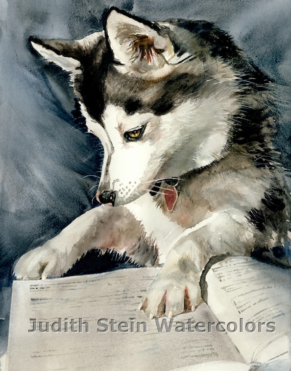 Klee Kai Siberian Husky, Eskimo, United Kennel Club, Pet Portrait