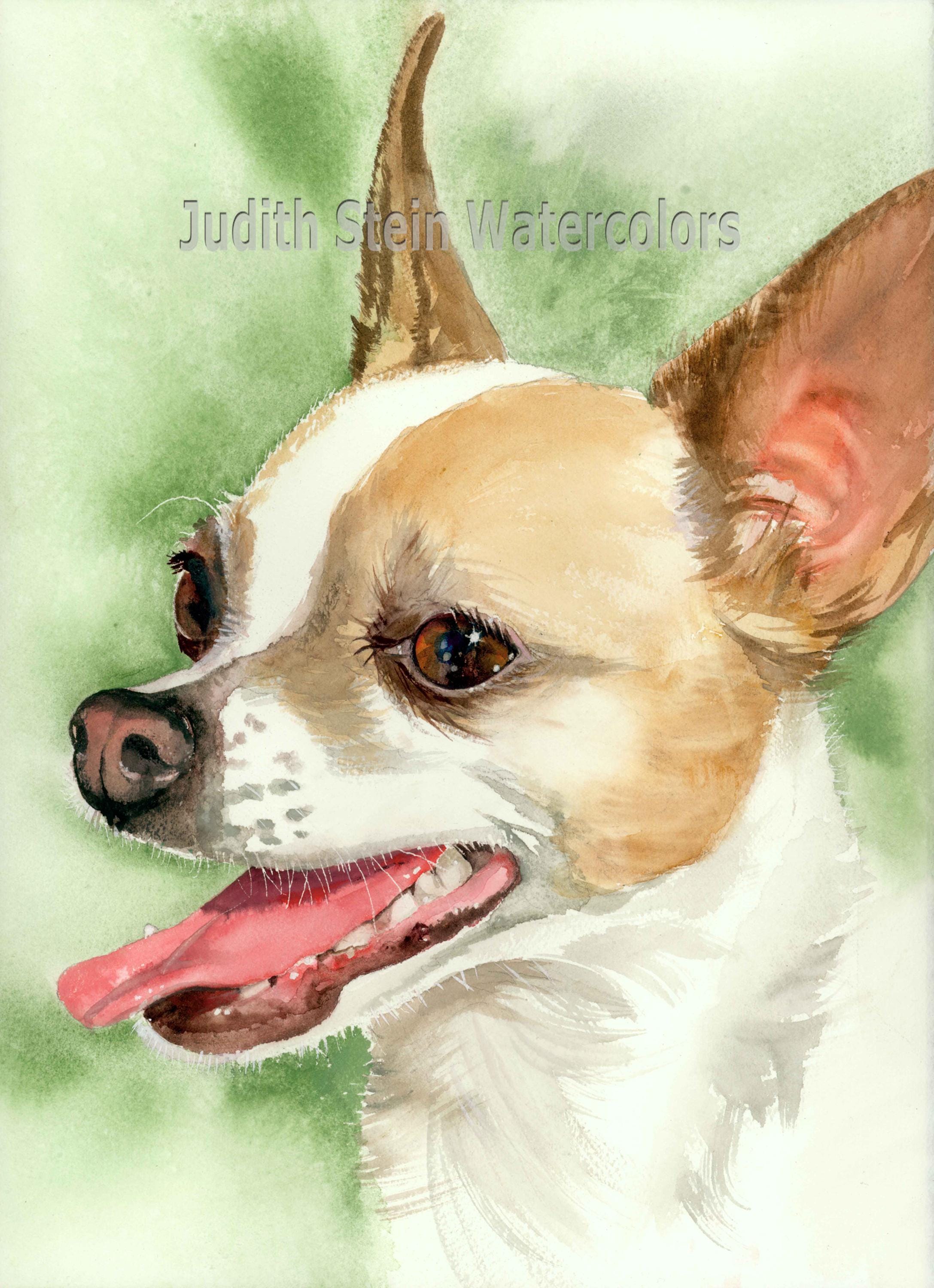 Chihuahua, Short Haired Tan & White, AKC Toy Lap Dog, Pet