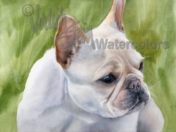 pets at home french bulldog for sale