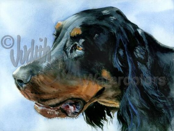 black and tan setter