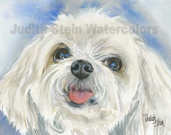 Maltese, White, AKC Toy, Lap Dog, Pet Portrait Dog Art Watercolor Painting Print Picture, Wall Art, Home Decor, "Matisse" Judith Stein