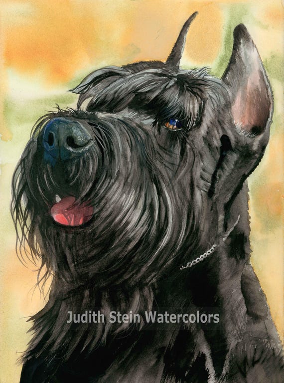 Giant Schnauzer, AKC Working, Pet Portrait Dog Art Watercolor