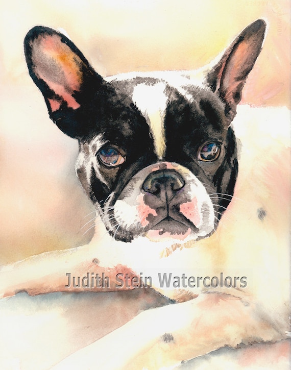 French Bulldog, AKC Non Sporting, Pied Black White, Pet Portrait