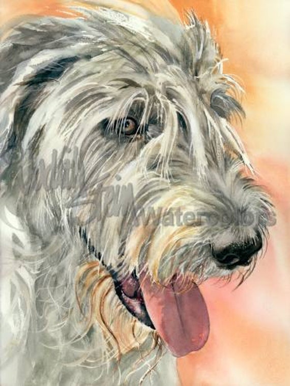 akc irish wolfhound