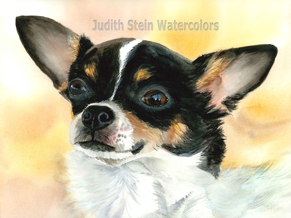 Chihuahua, Short Haired, Tri Color, AKC Toy Lap Dog, Pet Portrait
