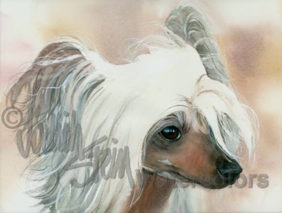 Chinese crested best sale akc