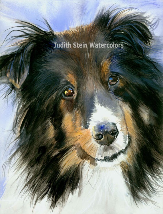 Shetland Sheepdog, Sheltie, AKC Herding, Pet Portrait Dog Art