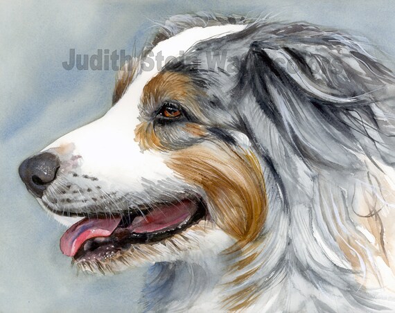 Australian Shepherd AKC Herding Pet Portrait Dog Art Watercolor Painting Print Wall Art Home Decor blue Merle Aussie Judith Stein Etsy Australia