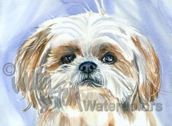 shih tzu watercolor