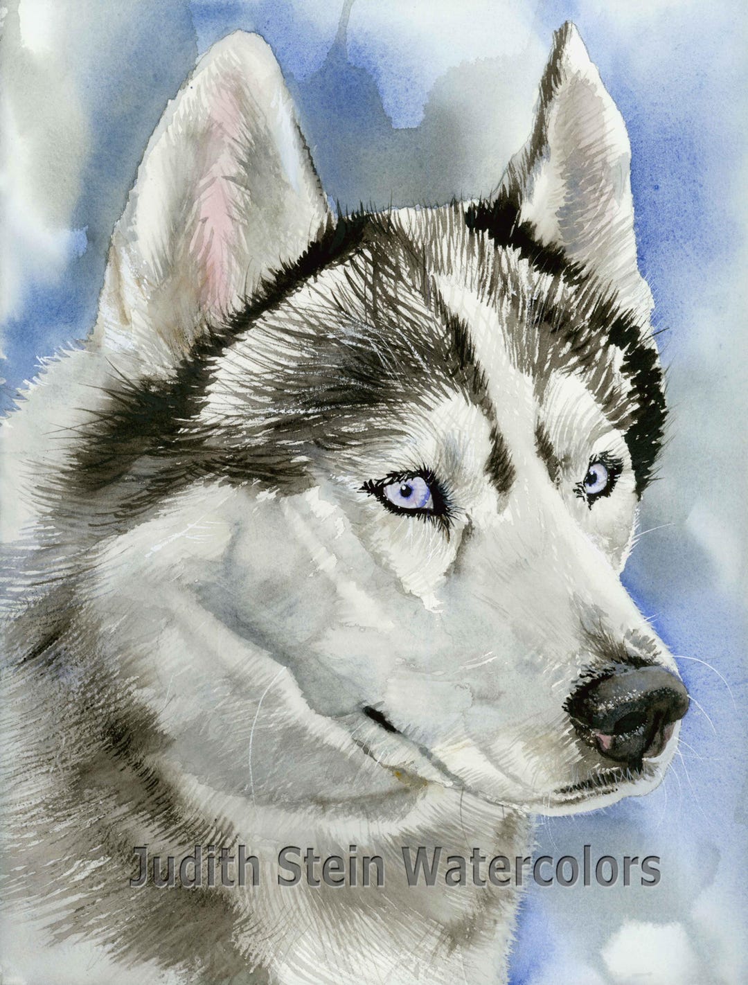 Ojos Azules Del Perro Husky Siberiano Ojos Lobo Mirando Enojado — Foto de  stock #223144128 © spyrakot, image size:1080x1422