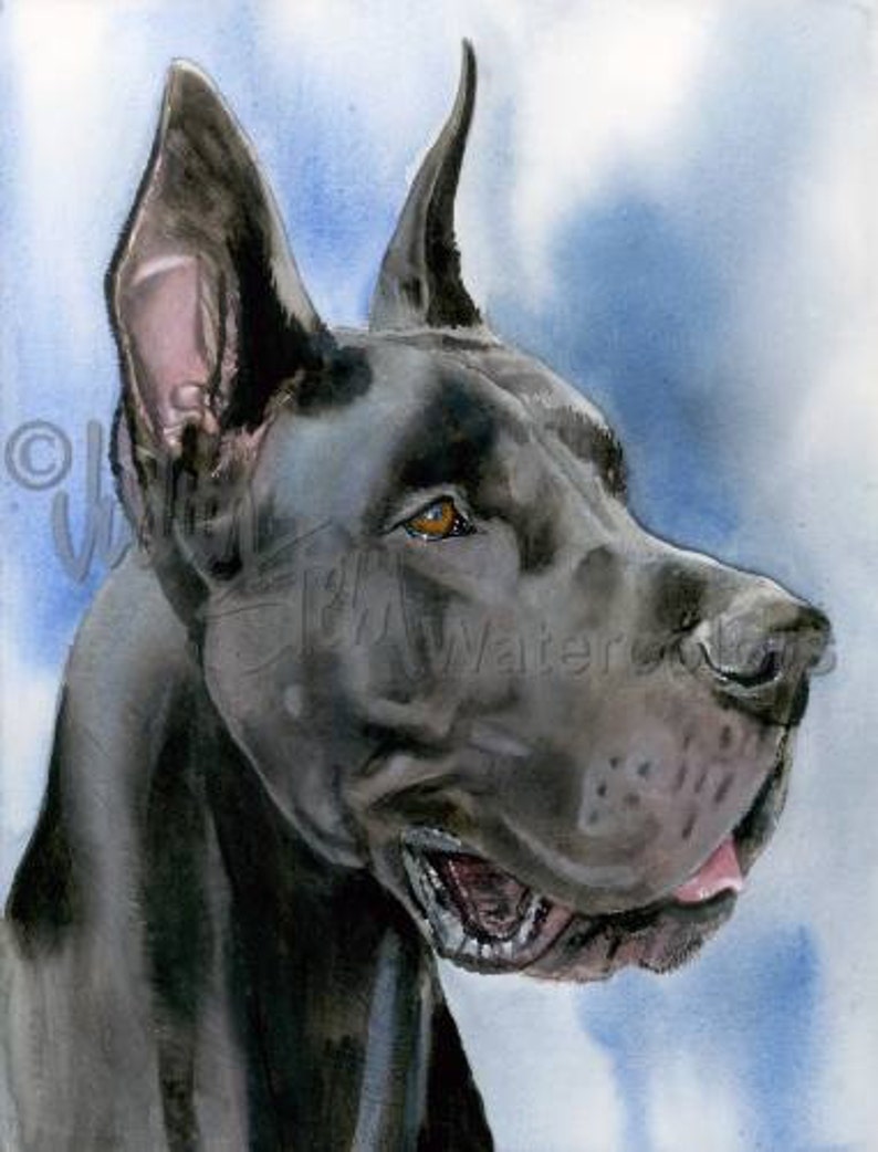 Great Dane Black Docked Ears Apollo AKC Working Pet Etsy