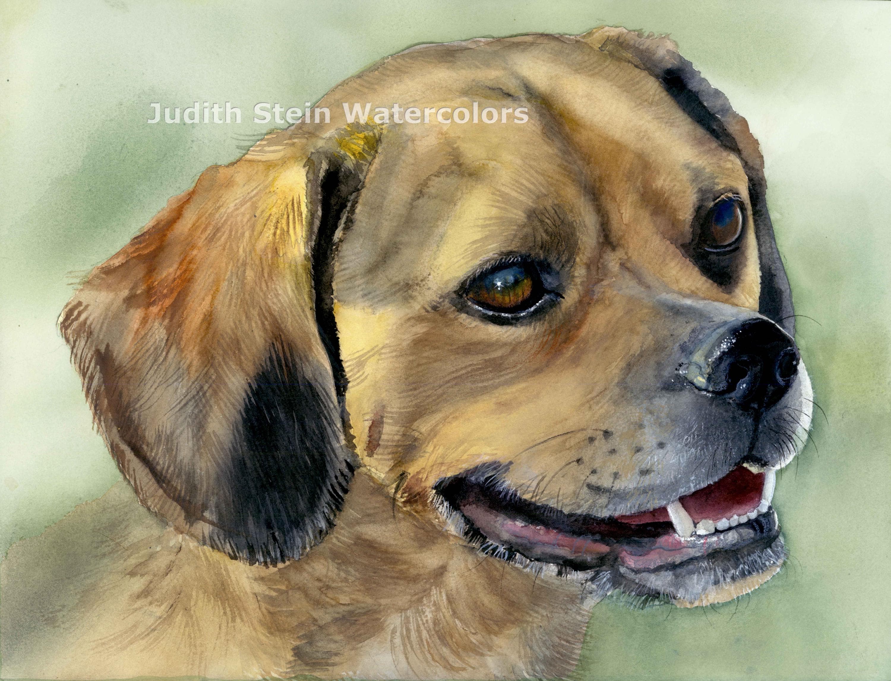 Puggle, Pug, Beagle, Hybrid Designer Dog, Pet Portrait Dog Art
