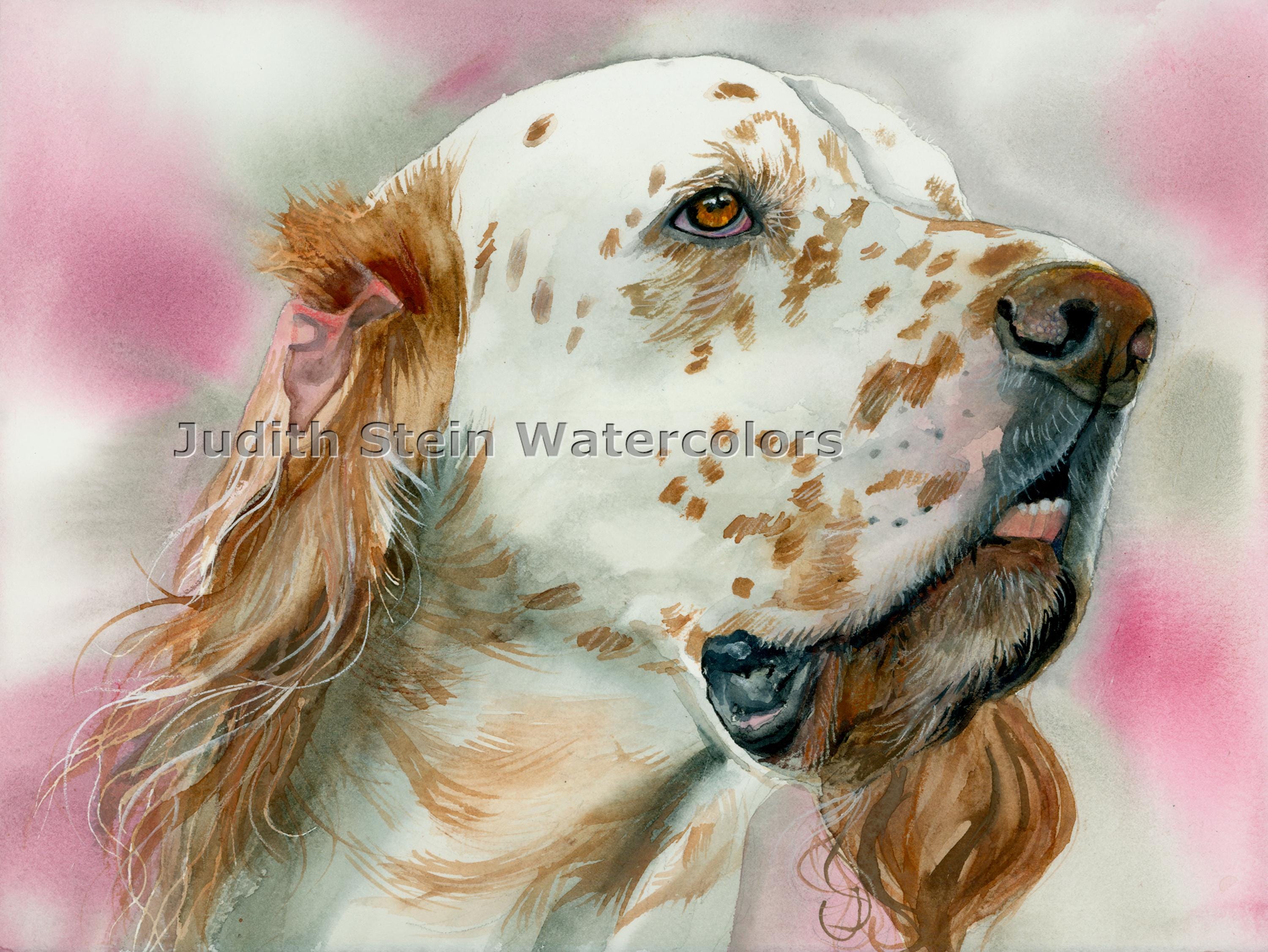 English Setter, Orange Belton, AKC Sporting, Pet Portrait Dog Art