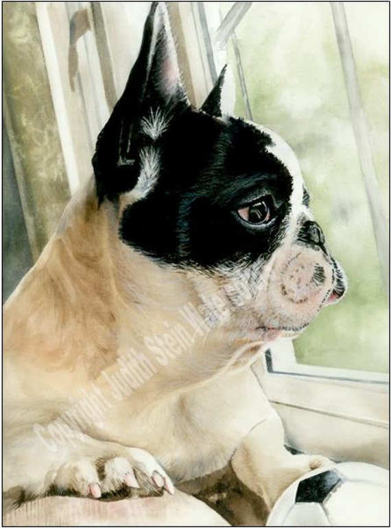 Chocolate Pied French Bulldog