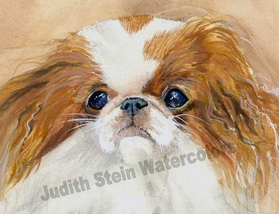 akc japanese chin