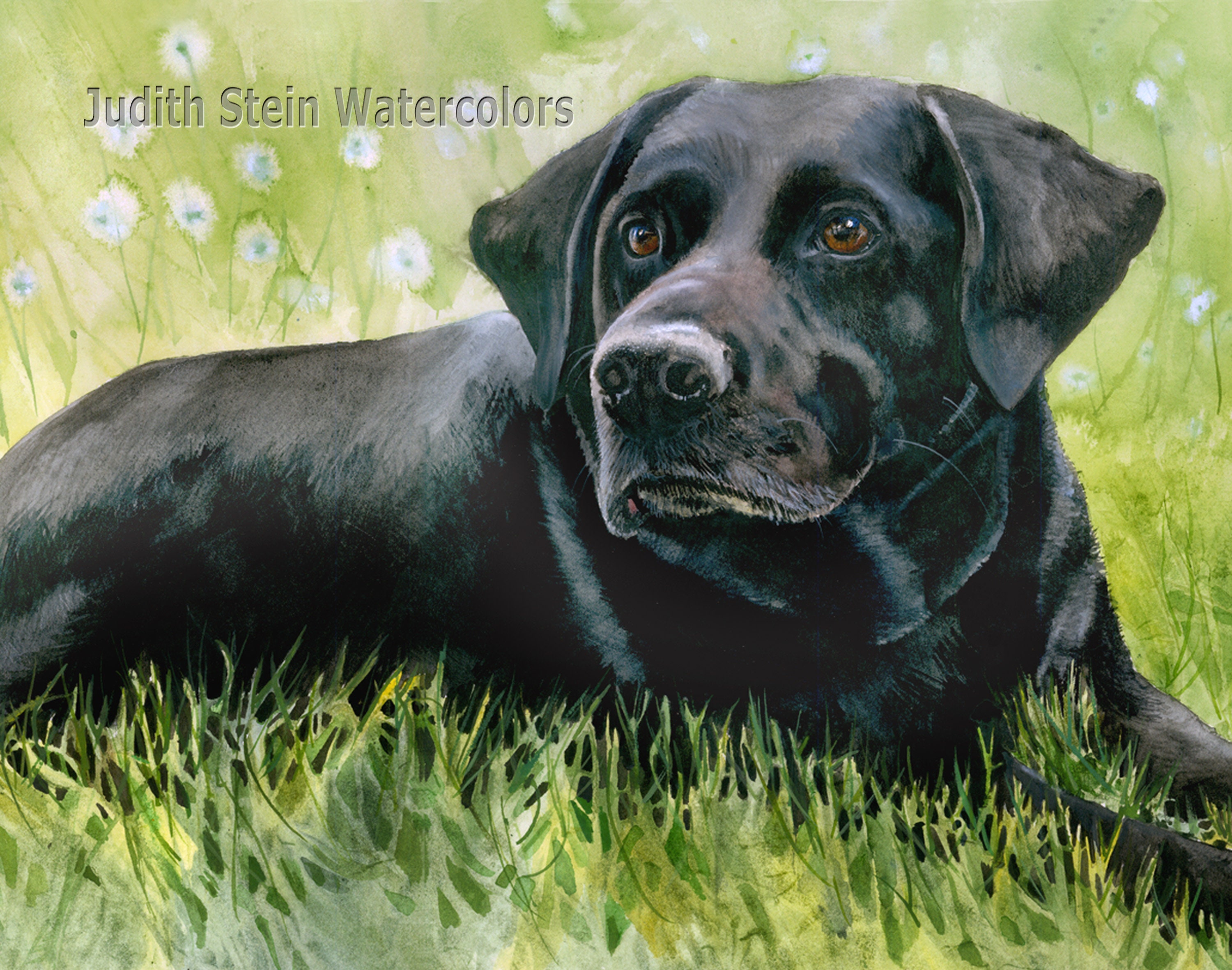 akc black lab