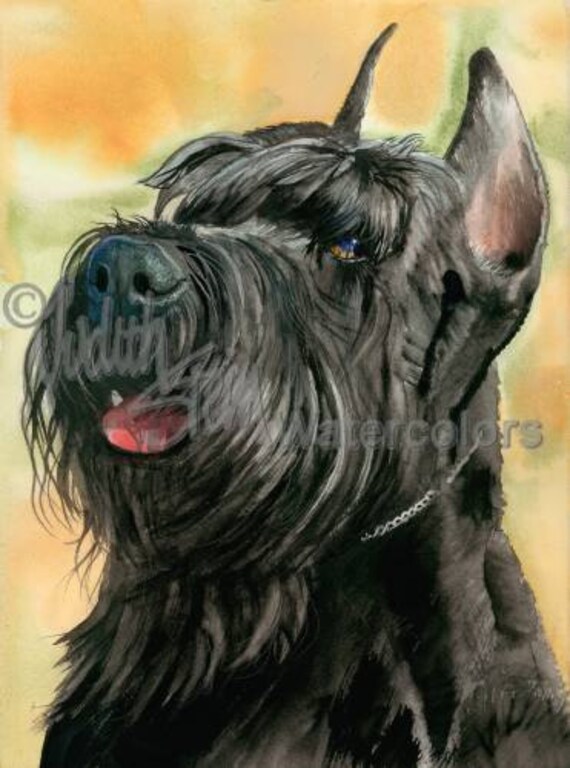 akc giant schnauzer