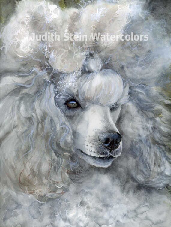 Poodle, Miniature, Silver, French, AKC Toy Lap Dog, Pet Portrait