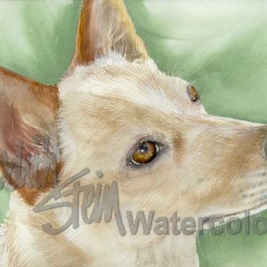 Australian Cattle Dog, ACD, AKC Herding, Pet Portrait Dog Art Giclee Watercolor Painting Print, Wall Art, Home Decor "Heeler" Judith Stein