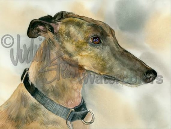 greyhound brindle