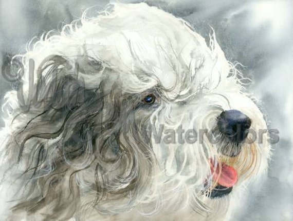 akc old english sheepdog