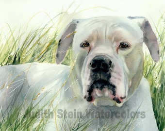 American Bulldog, Johnson, White, Pet Portrait Dog Art Watercolor Painting Print, Wall Art, Home Decor, "On the Look Out" Judith Stein