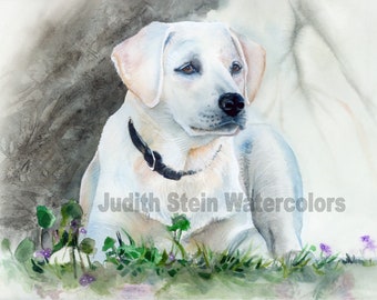 Labrador Retriever, White Lab, AKC Sporting, Service Dog, Pet Portrait Dog Watercolor Painting Print, Wall Art, Home Decor, "Delta Belle"