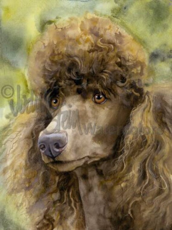 Bijou poodles 2025